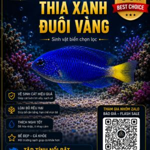 Cá Thia Xanh Đuôi Vàng – Điểm Nhấn Màu Sắc Cho Hồ Cá Biển