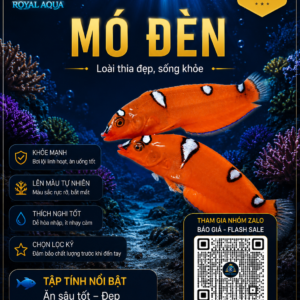 Cá Mó Đèn – Dòng Cá Reef Hiền Và Hỗ Trợ Kiểm Soát Tảo