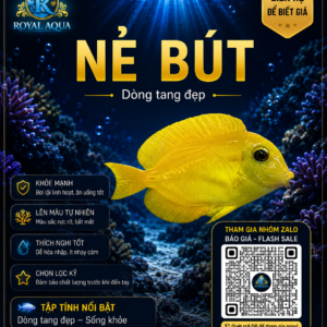 Cá Nẻ Bút – Dòng Tang Biển Vàng Nổi Bật Cho Hồ Reef
