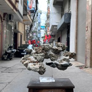 Layout Bể Cá Biển Đá Biển Bay 40cm Tối Ưu Dòng Chảy – Mã 503
