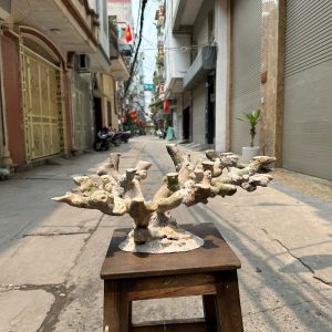 Layout Bể Biển Tối Ưu Không Gian San Hô 70cm – Mã 529