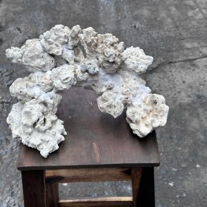Layout Cá Biển Vòng Cung Bể 30cm Thiết Kế Khoa Học – Mã 510