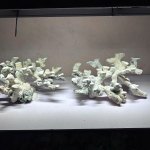 Layout Cá Biển Đá Biển Bể 60-120cm Đã Hoàn Thiện – Mã 512