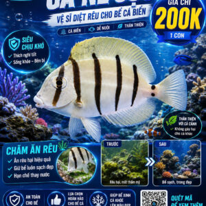 Cá Nẻ Sọc – Dòng Tang Biển Nổi Bật Cho Hồ Reef