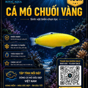 Cá Mó Chuối Vàng – Điểm Nhấn Sinh Động Cho Hồ Cá Biển