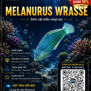 Melanurus Wrasse – Dòng Cá Reef Đẹp Và Hỗ Trợ Diệt Sinh Vật Hại