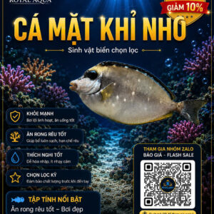 Cá Mặt Khỉ Nho – Điểm Nhấn Khác Biệt Cho Hồ Cá Biển