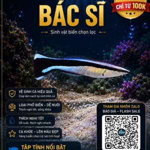 Cá Bác Sĩ – Dòng Cá Không Thể Thiếu Trong Hồ San Hô