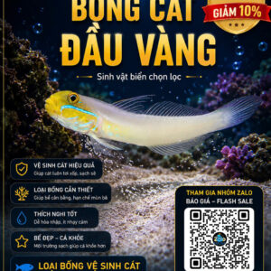 Bống Cát Đầu Vàng – Dòng Cá Reef Hiền Và Hữu Ích Cho Hồ Biển