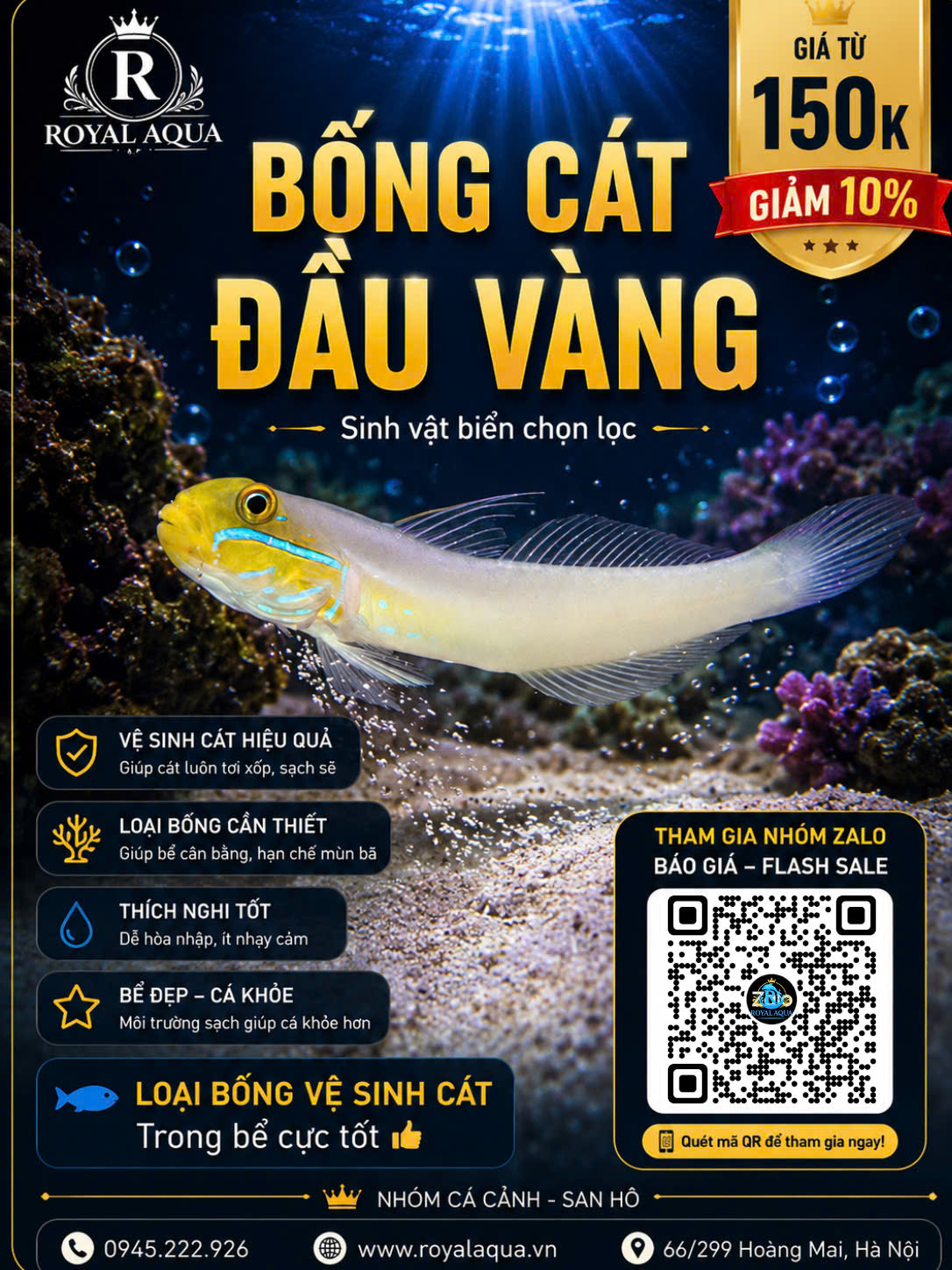 BỐNG CÁT ĐẦU VÀNG