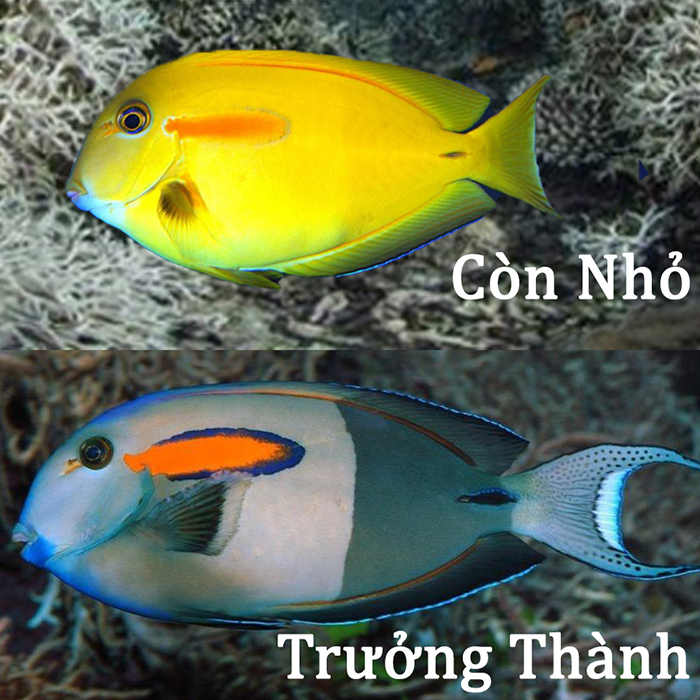 Top cá biển hiền không phá san hô dành cho người mới chơi