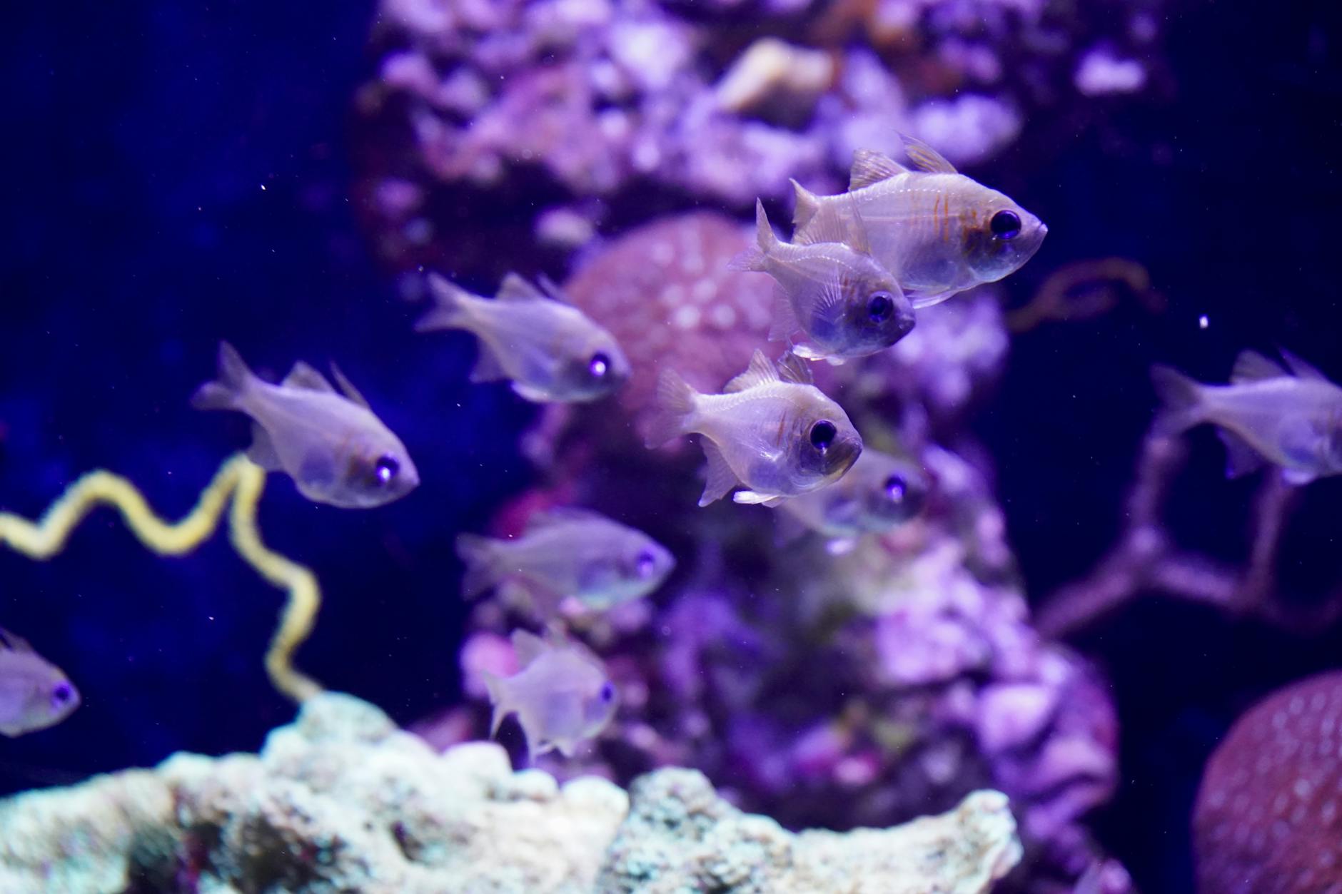 Cá Goby Là Gì? Vai Trò Quan Trọng Trong Hệ Sinh Thái Bể Biển