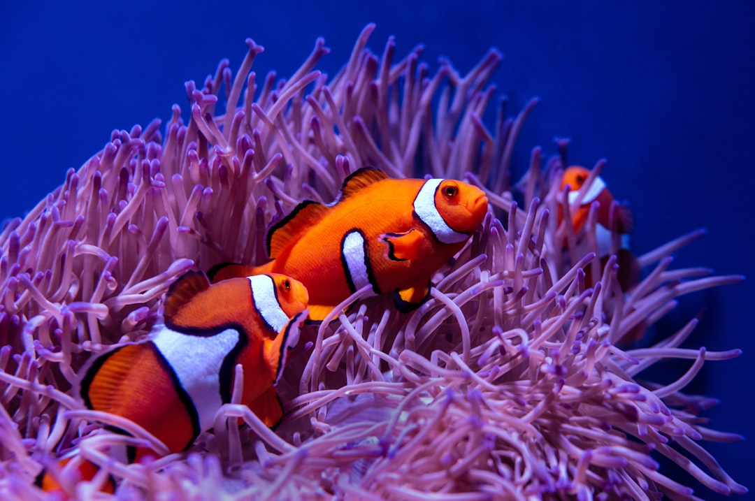 Cá Nemo ăn gì? Hướng dẫn dinh dưỡng cho cá Nemo trong hồ cá cảnh biển