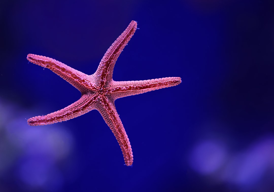 Có nên nuôi sao biển trong bể reef? Hướng dẫn cơ bản cho người mới