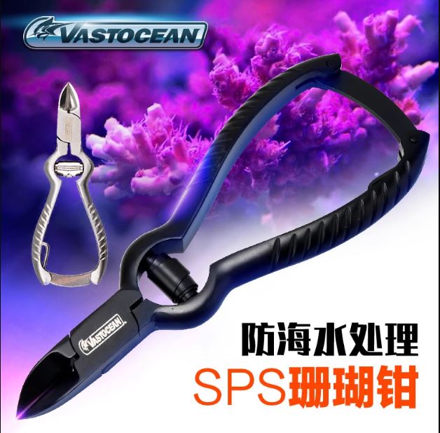 kim-cat-sps4.jpg