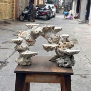 Mã 543 -  Layout San Hô Bể Cubic 40cm – Tối Ưu Không Gian Cho Coral Phát Triển
