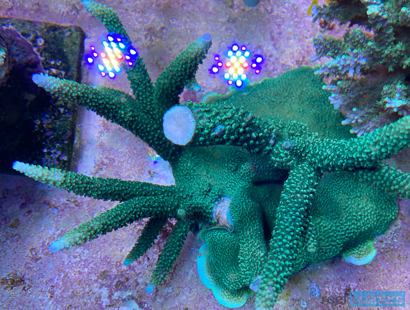 maxspect-coral-pruner-5-1.jpg