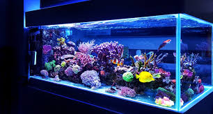 Xu hướng lựa chọn cá biển đẹp cho bể reef hiện đại
