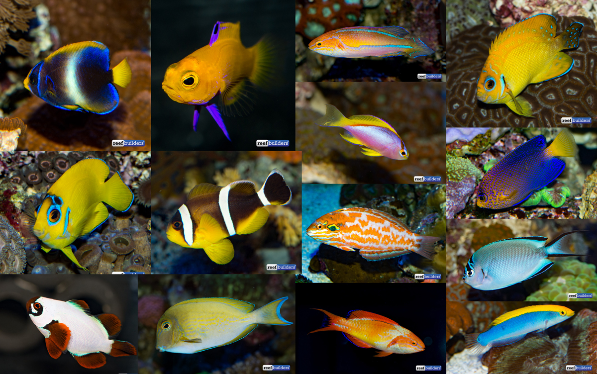 Những loài cá biển hiếm được giới chơi reef săn tìm
