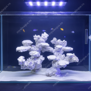 Layout Cá Biển Bể 50cm Chuyên Reef SPS LPS – Mã 108