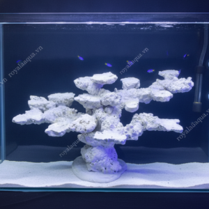 Layout Cá Biển Bể 70cm Tối Ưu Hệ Reef – Mã 110