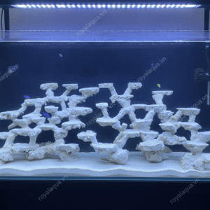 Layout Cá Biển Bể 120cm Thiết Kế Thoáng Nước – Mã 118