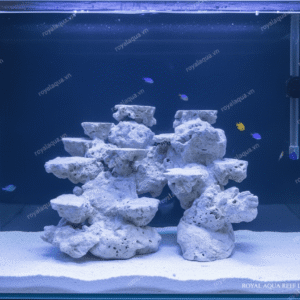 Layout Cá Biển Bể 40cm Chuyên Reef SPS LPS – Mã 138