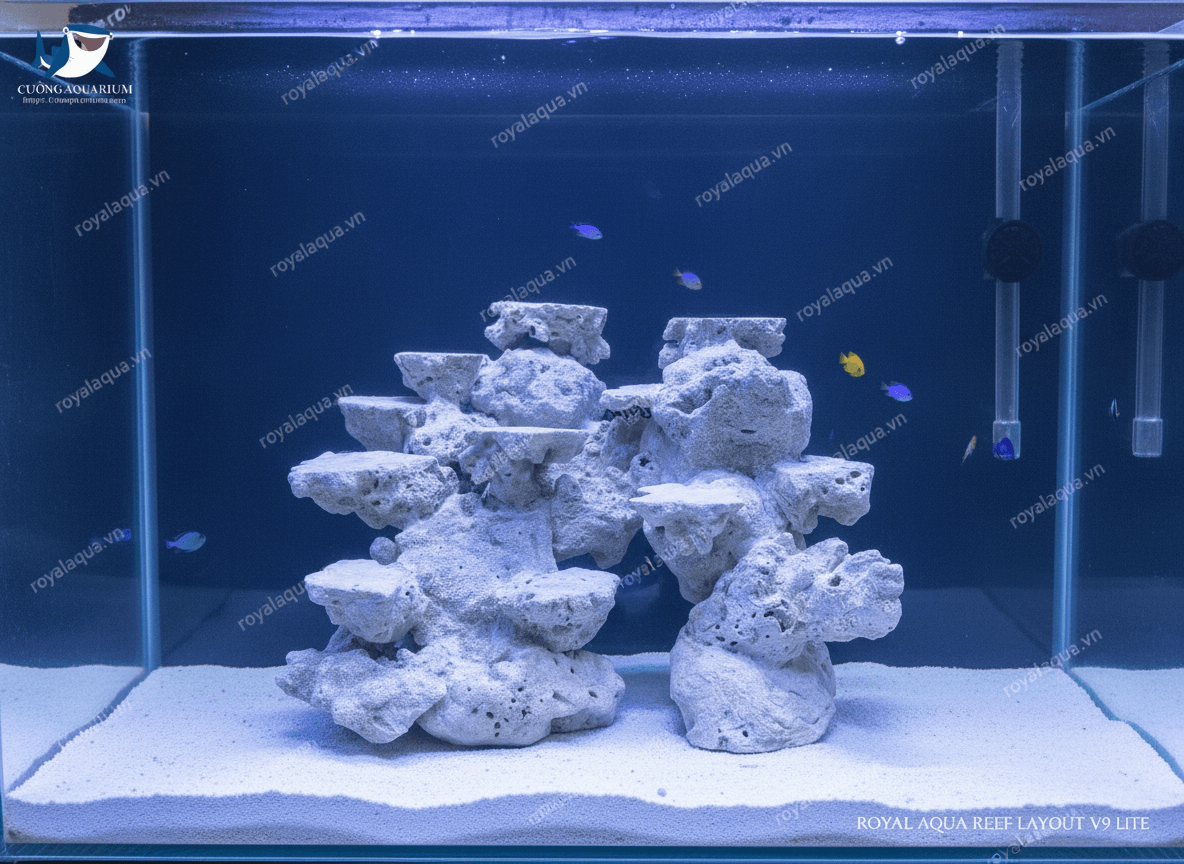 ma-138-layout-ca-bien-be-40cm-chuyen-reef-sps-lps-gemini-featured-tinypng