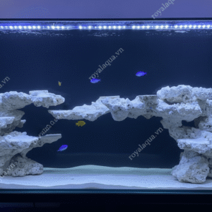 Layout Cá Biển Bể 120cm Đã Triển Khai Nhiều Hồ – Mã 153
