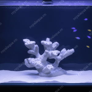 Layout Cá Biển Cubic 25cm Mẫu Thực Tế – Mã 161