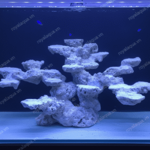 Layout Cá Biển Bể 60cm Tối Ưu Dòng Chảy – Mã 168