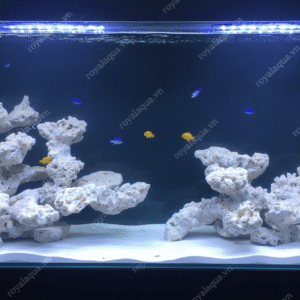 Layout Cá Biển Bể 90cm Chuyên Reef SPS LPS – Mã 189