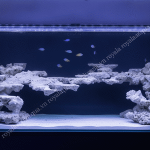 Layout Cá Biển Bể 150cm Tối Ưu Hệ Reef – Mã 191