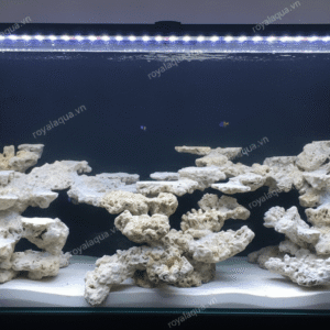 Layout Cá Biển Bể 150cm Dành Cho Người Chơi Biển – Mã 193