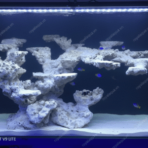 Layout Cá Biển Bể 100x60x60cm Thiết Kế Khoa Học – Mã 200