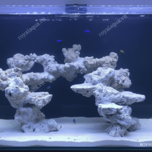 Layout Cá Biển Bể 70cm Đã Triển Khai Nhiều Hồ – Mã 205