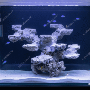 Layout Cá Biển Bể 50cm Chuyên Reef SPS LPS – Mã 238
