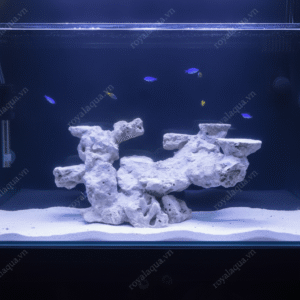 Layout Cá Biển Bể 50cm Tối Ưu Hệ Reef – Mã 240