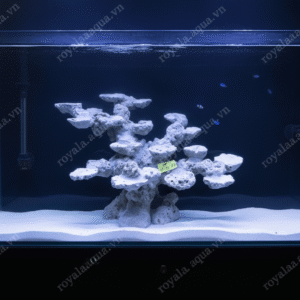 Layout Cá Biển Bể 60cm Phù Hợp Hồ Reef Hiện Đại – Mã 241
