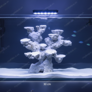 Layout Cá Biển Bể 40cm Chuyên Reef SPS LPS – Mã 26