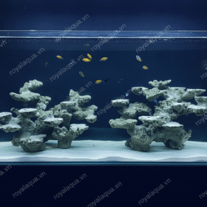Layout Cá Biển Bể 120cm Tối Ưu Hệ Reef – Mã 267