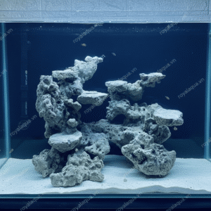 Layout Cá Biển Bể 50cm Chuyên Reef SPS LPS – Mã 291