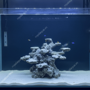 Layout Cá Biển Thiết Kế Thoáng Nước Bể 40cm – Mã 300