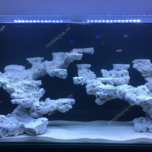 Layout Cá Biển Bể 150cm Hoàn Thiện Tỉ Mỉ – Mã 52