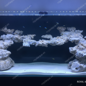 Layout Cá Biển Bể 150cm Phù Hợp Hồ Reef Hiện Đại – Mã 56