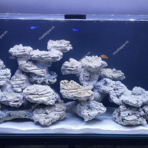Layout Cá Biển Bể 90cm Tối Ưu Dòng Chảy – Mã 58