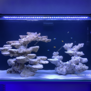 Layout Cá Biển Bể 120cm Lưu Thông Nước Tốt – Mã 63