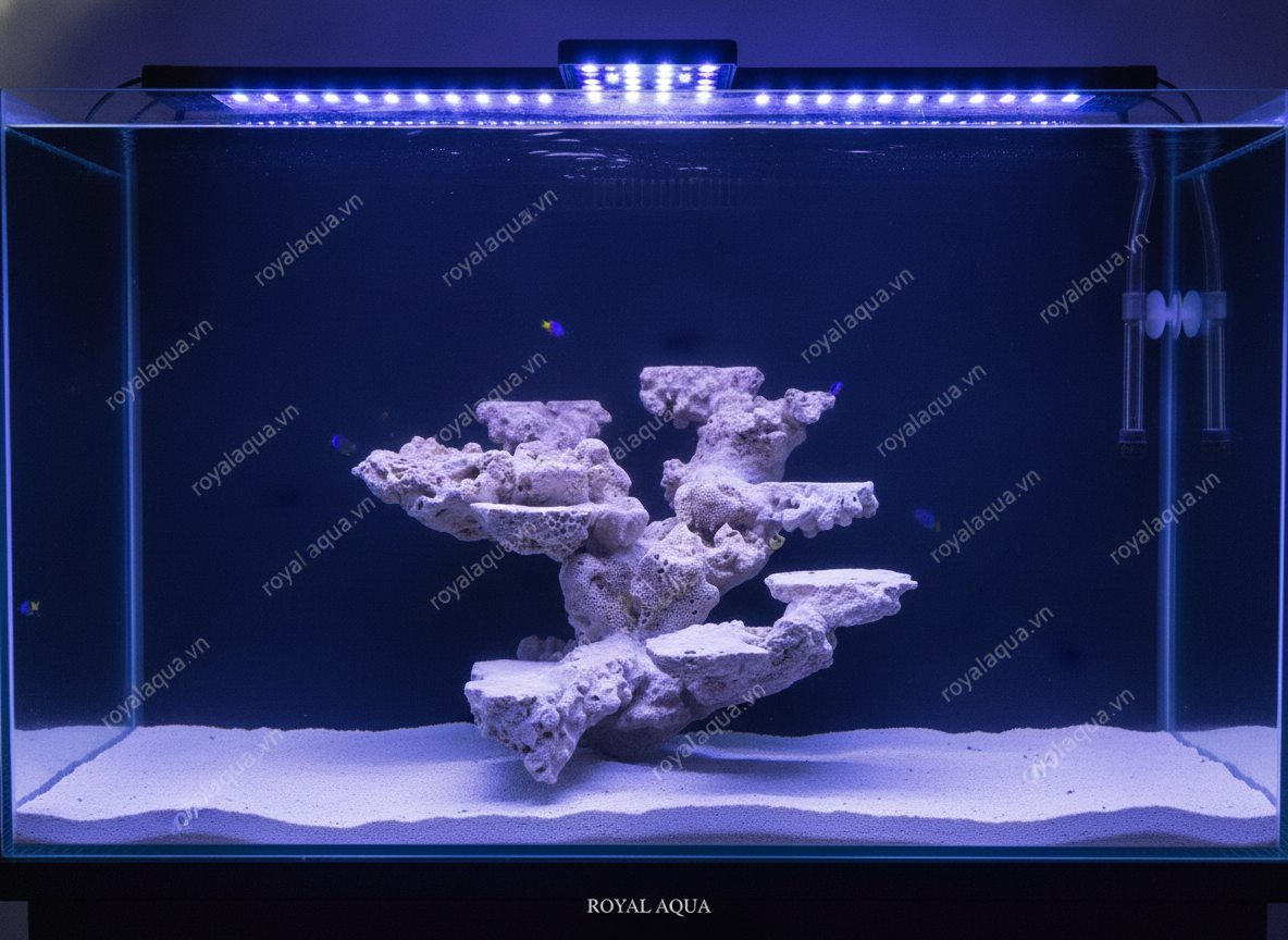 ma-64-layout-ca-bien-be-40cm-thiet-ke-khoa-hoc-gemini-featured-web