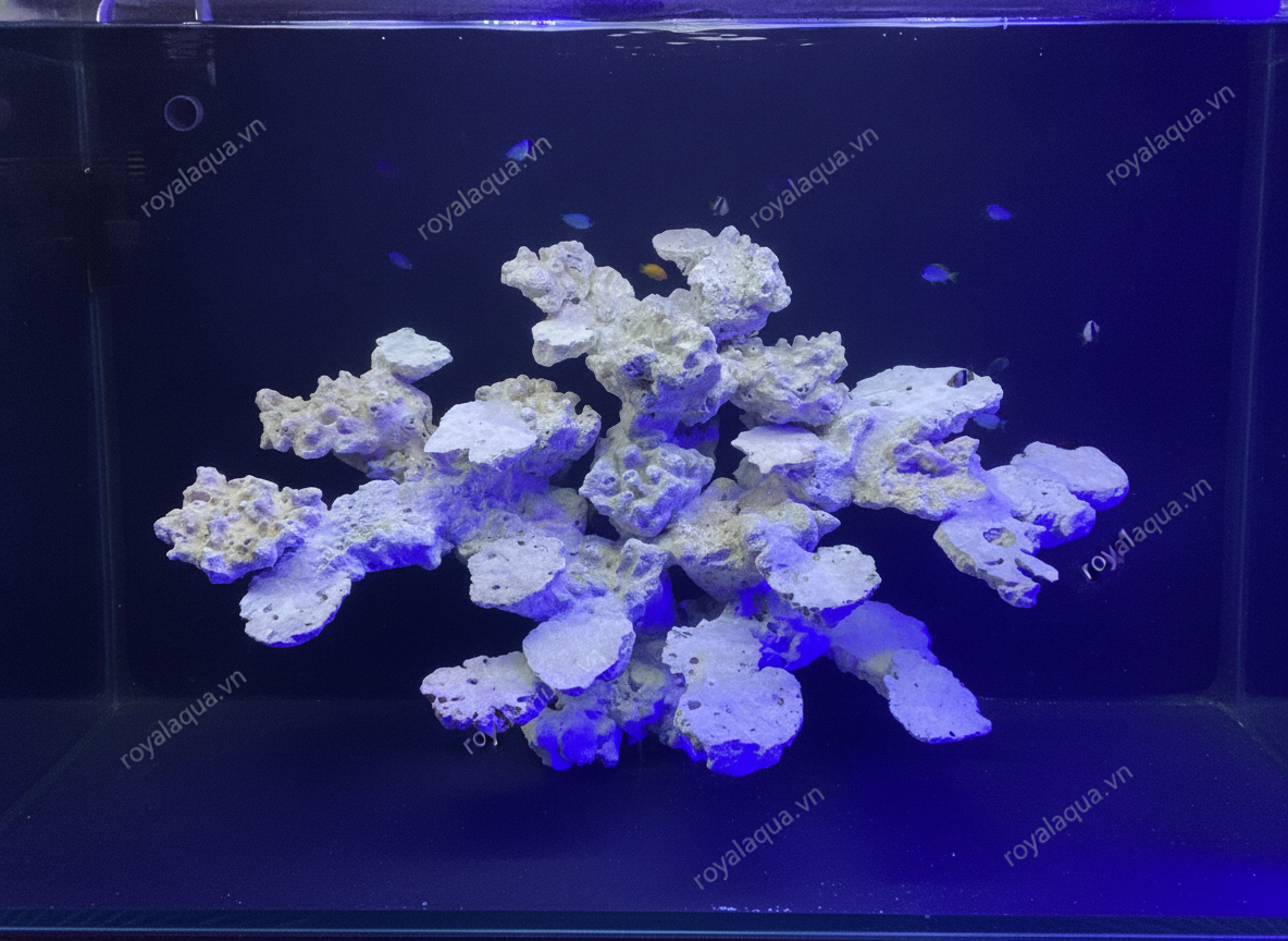 ma-70-layout-ca-bien-be-60cm-ket-cau-chac-chan-gemini-featured-web
