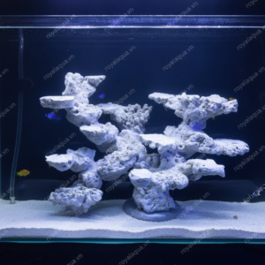 Layout Cá Biển Bể 50cm Chuyên Reef SPS LPS – Mã 80